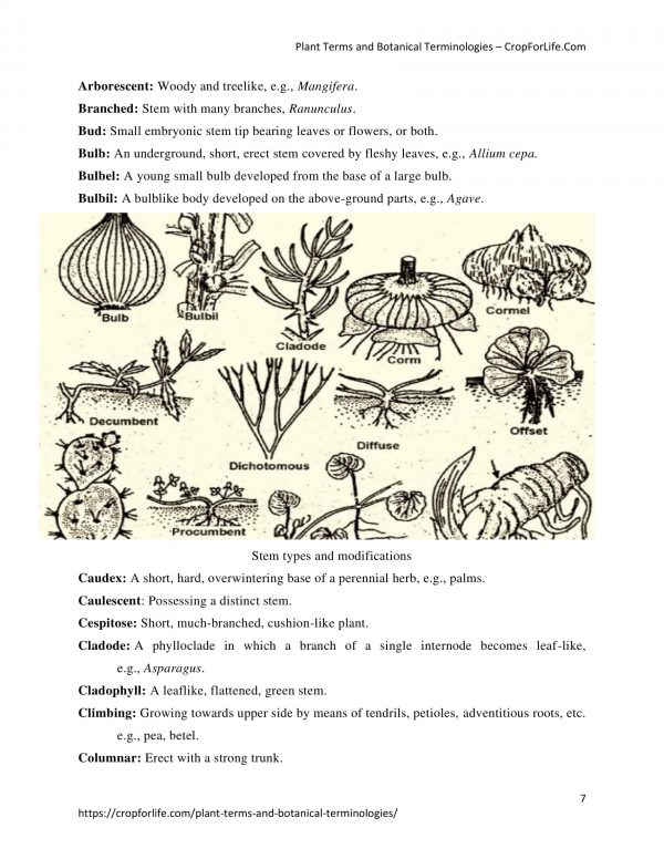 Plant Terms and Botanical Terminologies-07