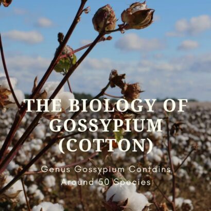 The Biology of Gossypium (Cotton)